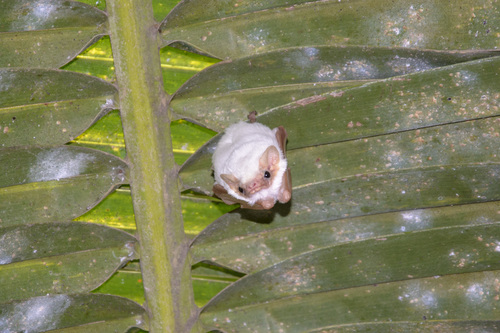 Northern Ghost Bat