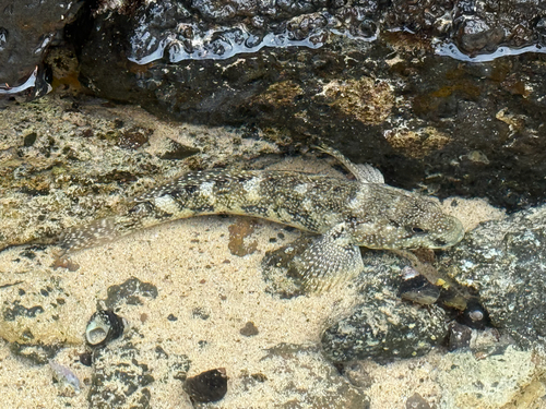 Mauligobius maderensis