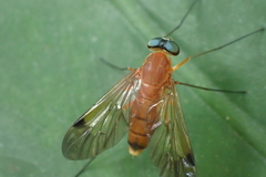 Chrysopilus ferruginosus