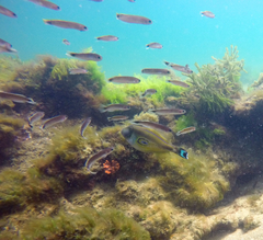 Meuschenia hippocrepis