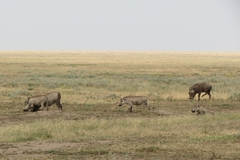 Phacochoerus africanus