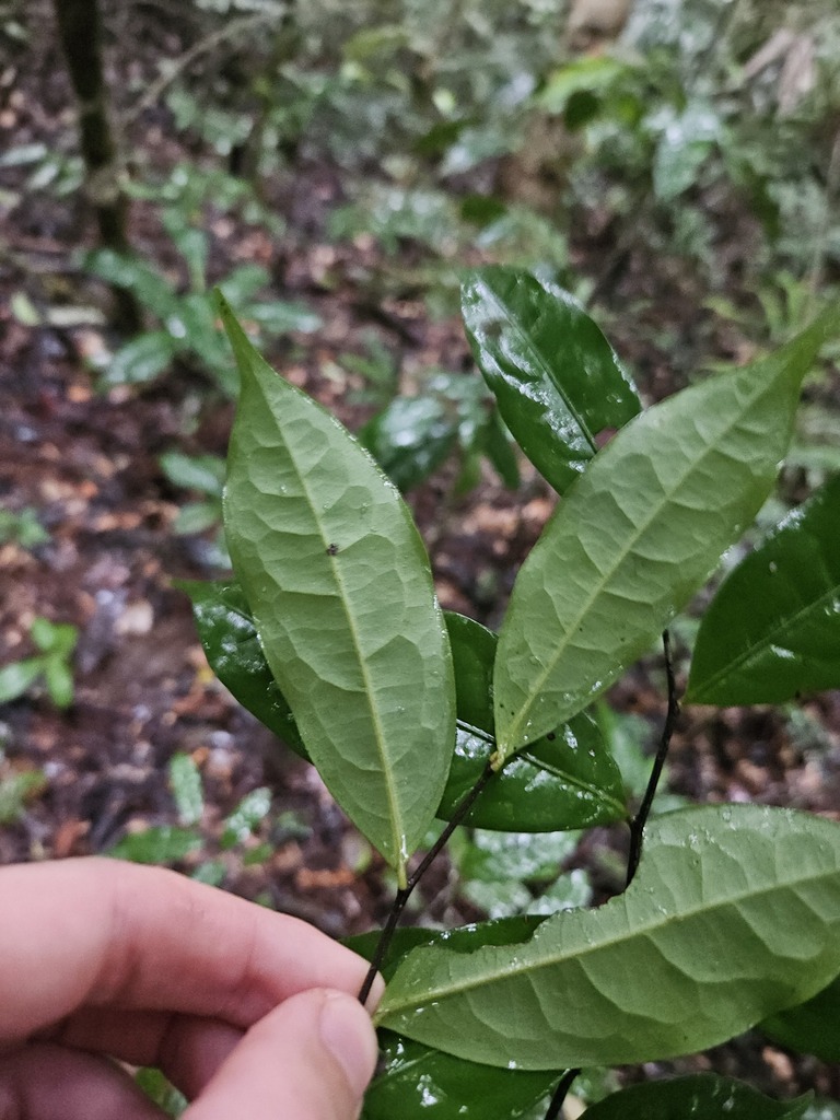 Oxandra asbeckii