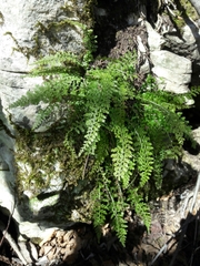 Asplenium fontanum