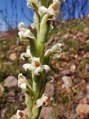 Satyrium stenopetalum