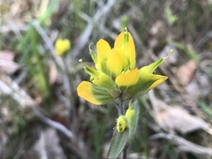 Castilleja kraliana