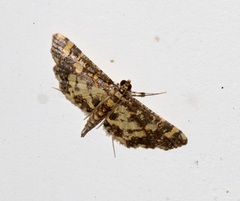 Eurrhyparodes tricoloralis
