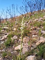 Satyrium stenopetalum