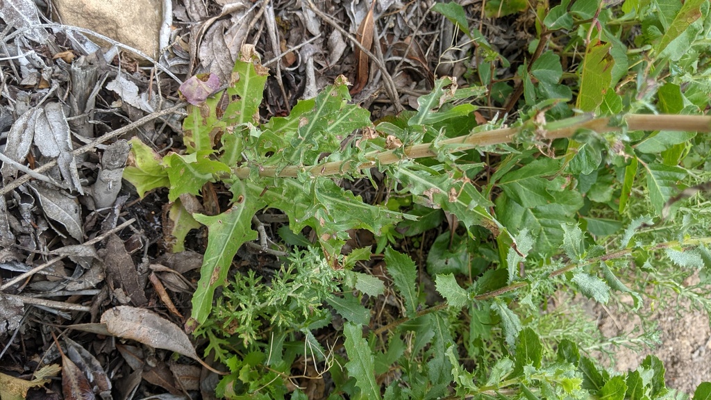 Rafinesquia californica; photograph (c) George Williams, some rights reserved (CC BY)