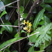 Aphelandra prismatica (Vell.) Hiern