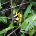 Aphelandra prismatica (Vell.) Hiern 3