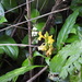 Aphelandra prismatica (Vell.) Hiern 2
