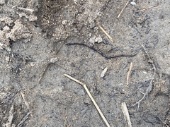 Endeavouria septemlineata