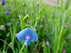 Lathyrus sativus