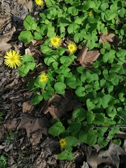 Doronicum caucasicum