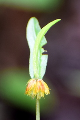 Allmania nodiflora
