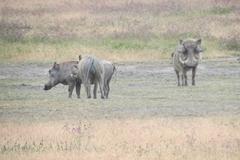 Phacochoerus africanus