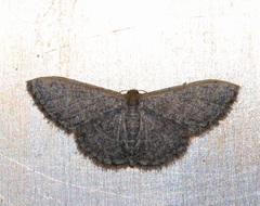 Idaea costiguttata
