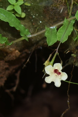 Xenostegia tridentata