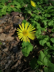 Doronicum caucasicum