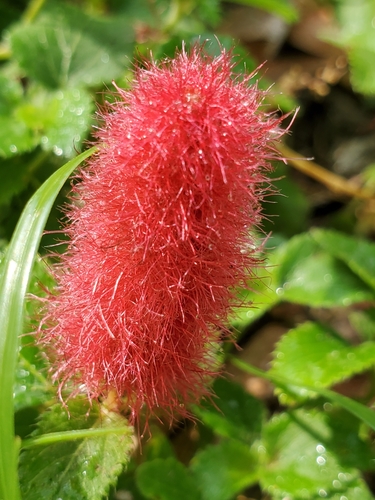 Image of Acalypha herzogiana by no rights reserved