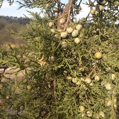 Juniperus deppeana deppeana