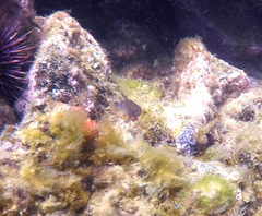 Vincentia conspersa