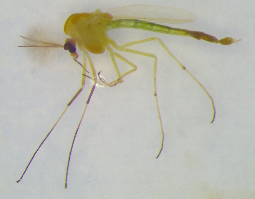 Cladopelma viridulum