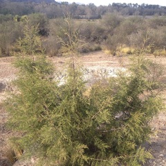 Juniperus deppeana deppeana