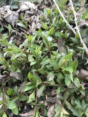 Memoremea scorpioides
