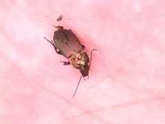 Poecilus versicolor