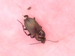 Poecilus versicolor
