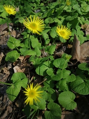 Doronicum caucasicum