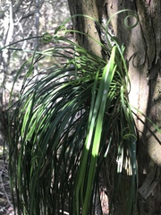 Vittaria lineata image