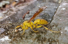 Gyrostoma