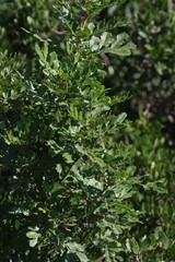 Hippobromus pauciflorus