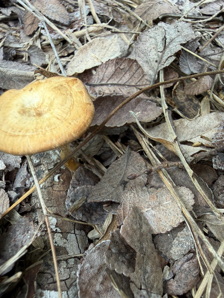 Lentinus arcularius · April 2026 · photo: © idclaire (iNaturalist, cc-by)