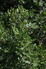Hippobromus pauciflorus
