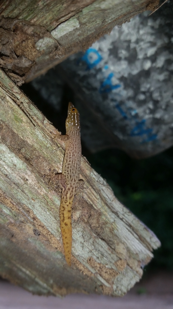 Panama Least Gecko