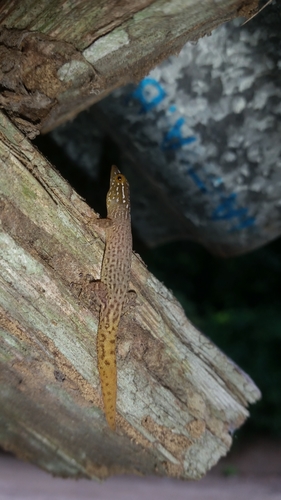 Panama Least Gecko, Sphaerodactylus lineolatus