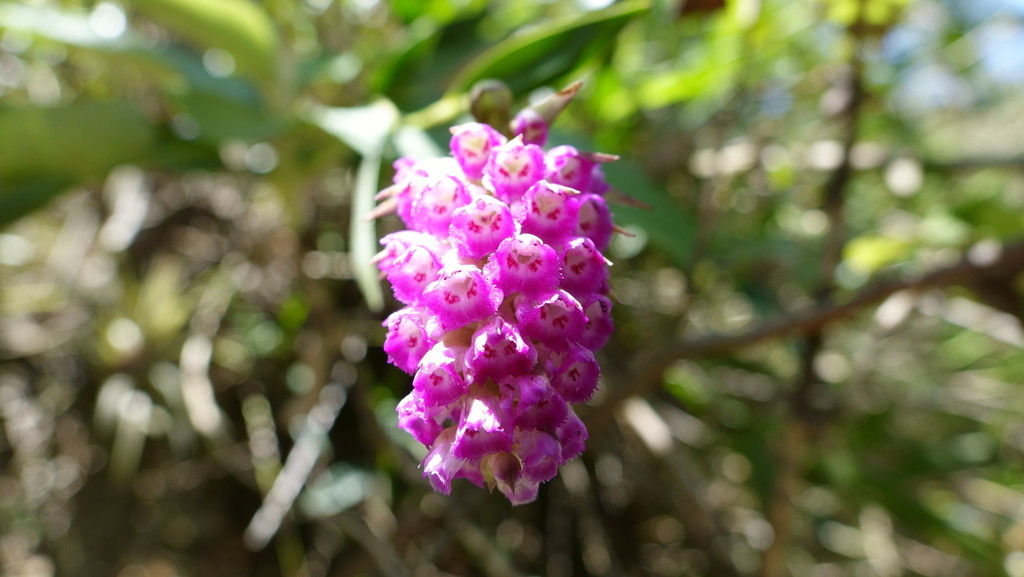 Elleanthus amethystinoides