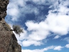Artemisia tridentata tridentata