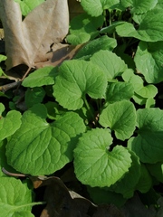 Doronicum caucasicum