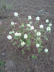 Fothergilla ×intermedia