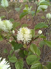 Fothergilla ×intermedia