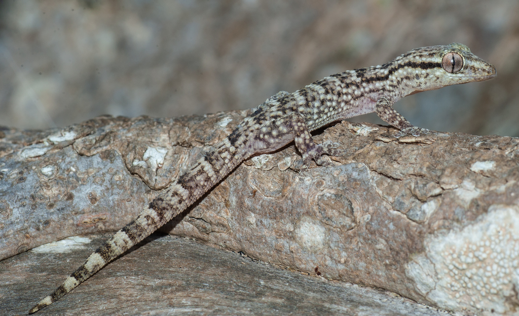 American Wall Gecko