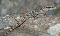 Tarentola americana