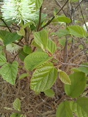Fothergilla ×intermedia