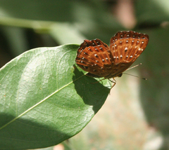 Zemeros flegyas allica