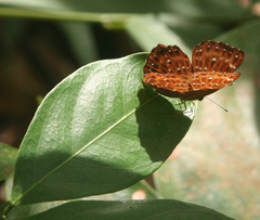 Zemeros flegyas allica