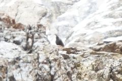 Tetraogallus caucasicus